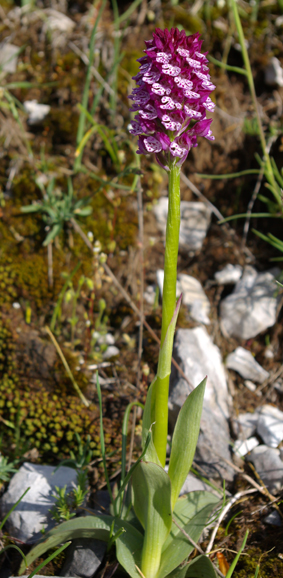 Due orchidee Alpi Marittime ... un po'' strane